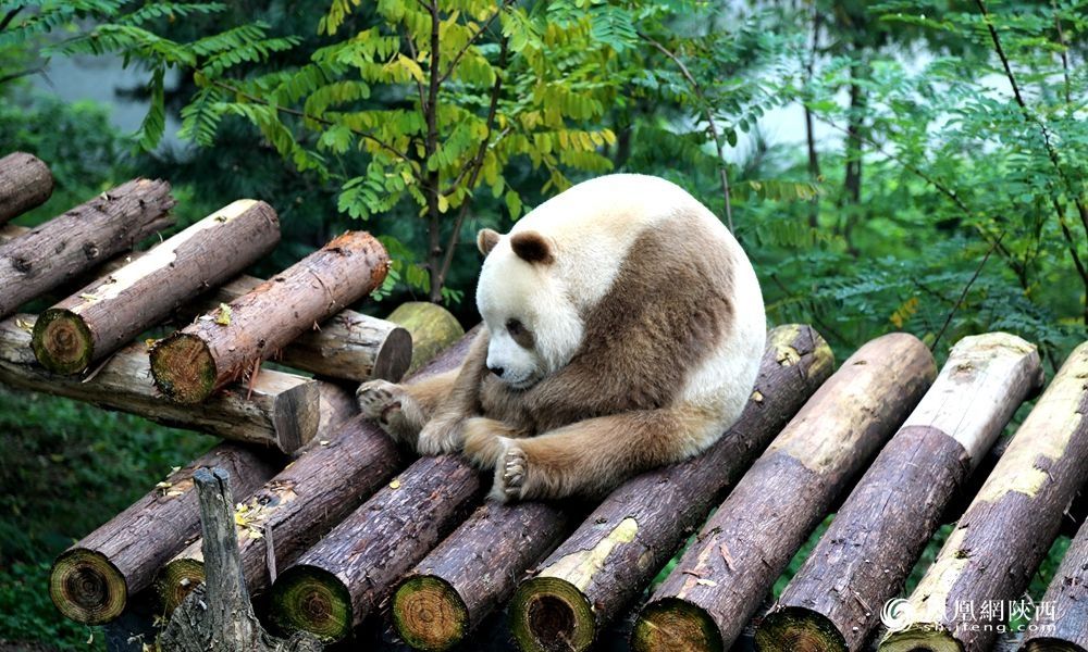秦岭大熊猫--七仔.jpg